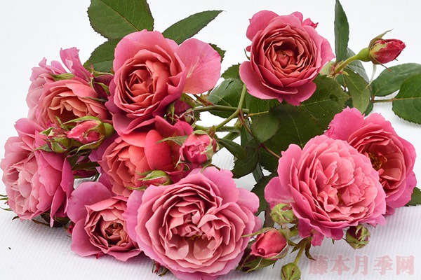 1710568696735411.jpg 京和葵月季选哪个好,有什么区别