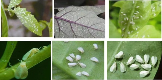 1662000797306247.jpg 白粉虱_副本.jpg