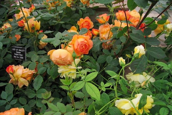 什么是欧月,都有什么特点? 什么是欧月,都有什么特点?