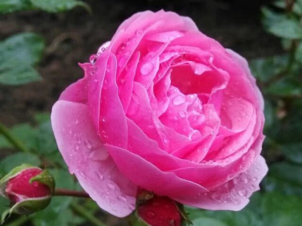 月季怎么喷施磷酸二氢钾 月季怎么喷施磷酸二氢钾