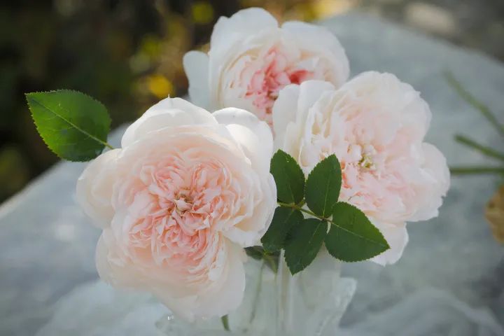 家书月季值得入手吗