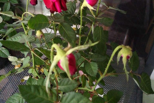 1710373904491873.jpg 月季花花朵蔫了的原因有哪些(多方分析)