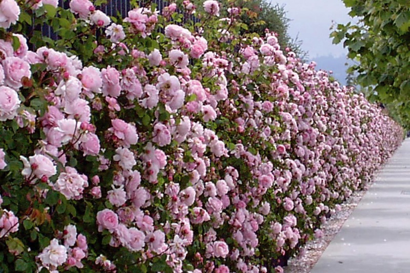 藤本月季一年开几次花 藤本月季一年开几次花