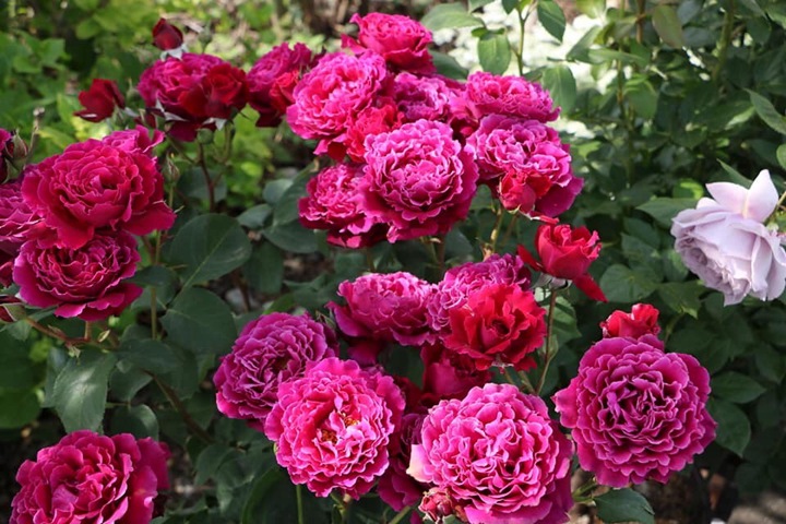 1710489497364837.jpg 红丘月季和恩钿女士哪个好,有什么区别