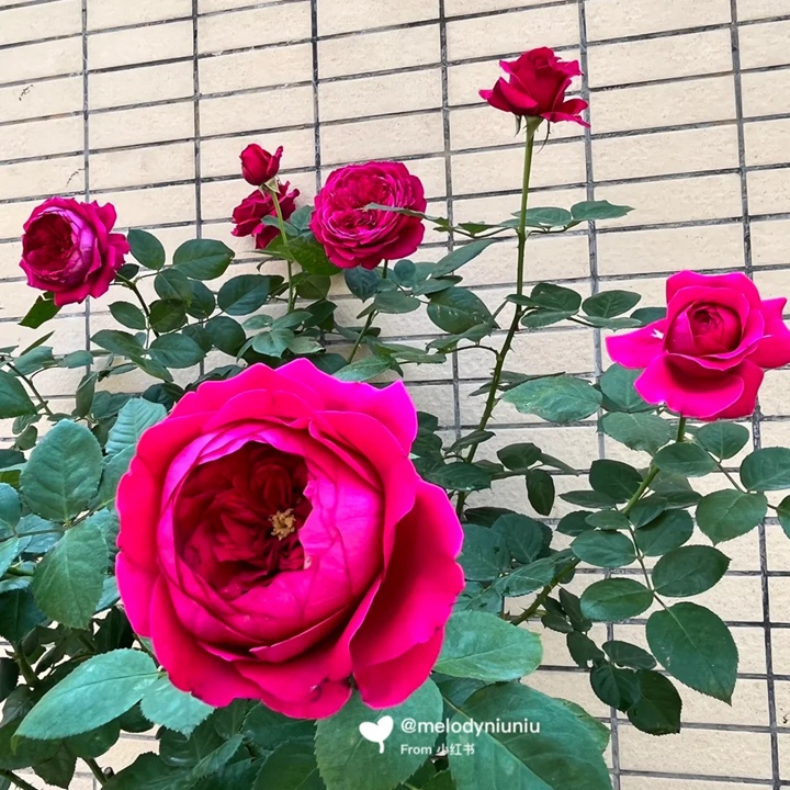 双人芭蕾月季适合阳台吗