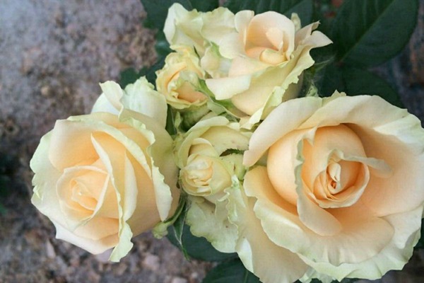 1710749658368614.jpg 蜜桃雪山和朱丽叶月季哪个好