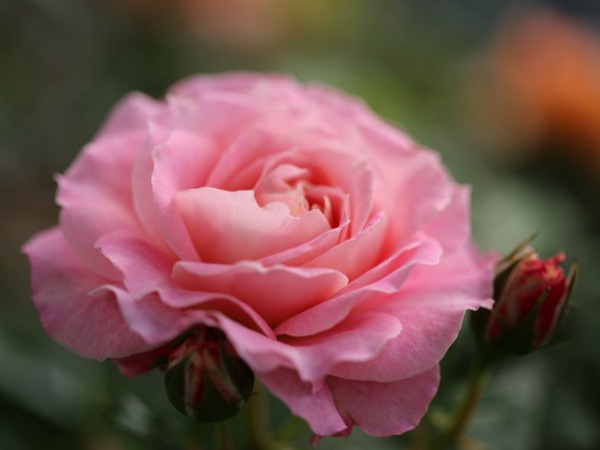 1710200427605392.jpg 海神王月季耐热耐晒吗