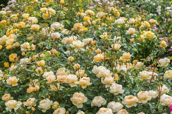 1710288672185731.jpg 藤本月季最香的十大品种都有哪些