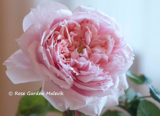 image 月季花型分类图(玫瑰)标准绽放形式图解