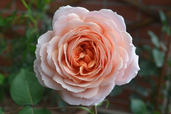 1520412164527237.jpg 浪漫古董10.jpg