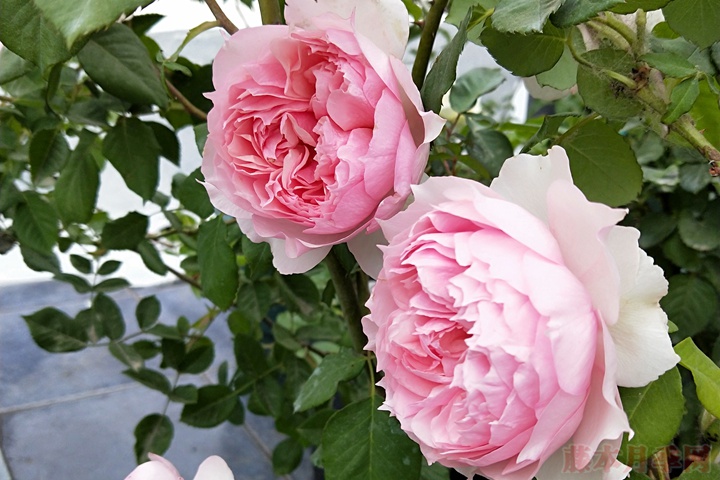 1710461715336912.jpg 莫妮卡戴维月季值得入手吗