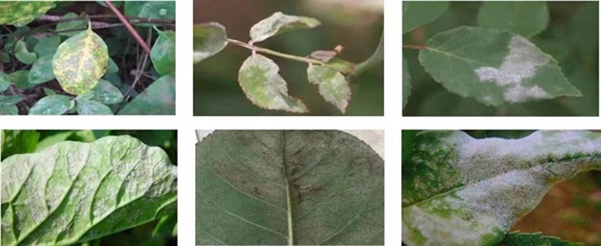 1662000920697641.jpg 霜霉病_副本.jpg