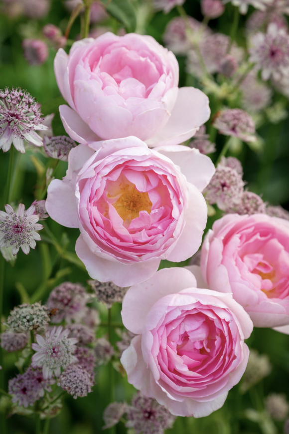 7327c8514fc2d5627c4ebfaef01190ef77c66cd4 月季花型分类图(玫瑰)标准绽放形式图解