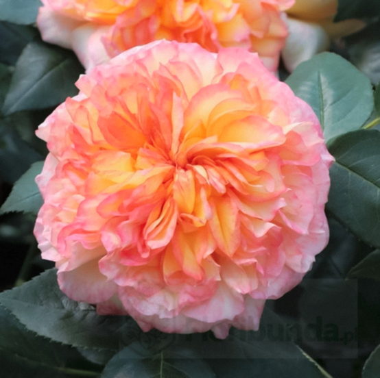 image 月季花型分类图(玫瑰)标准绽放形式图解