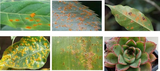 1662000982830605.jpg 锈病_副本.jpg