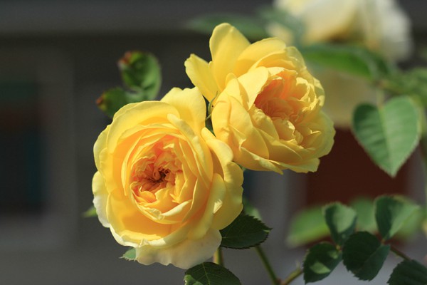 月季花是每个月都开花吗 月季花是每个月都开花吗