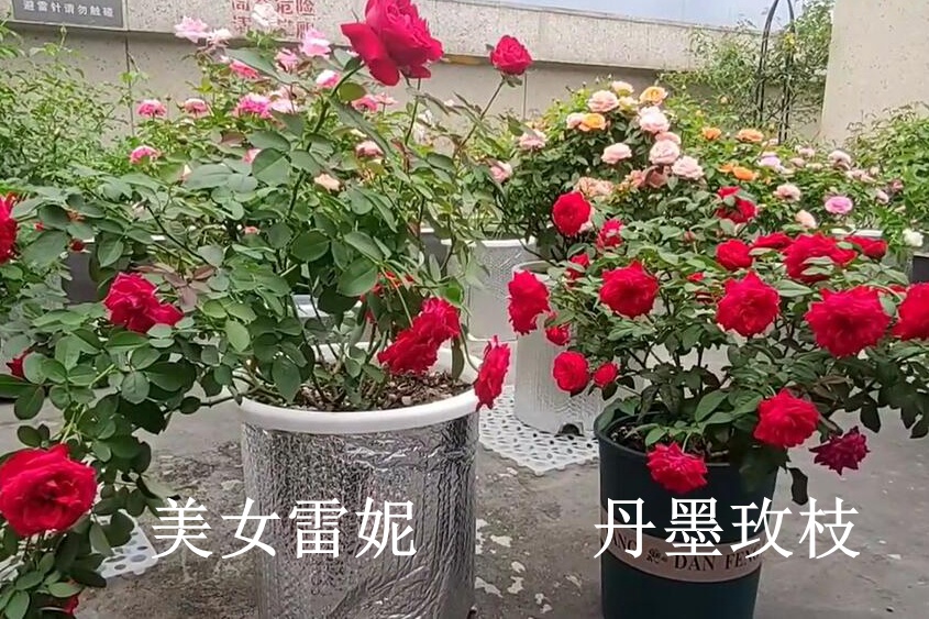 美女雷妮和丹墨玫枝月季的区别 美女雷妮和丹墨玫枝月季的区别