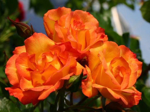 月季经常喷什么药预防 月季经常喷什么药预防