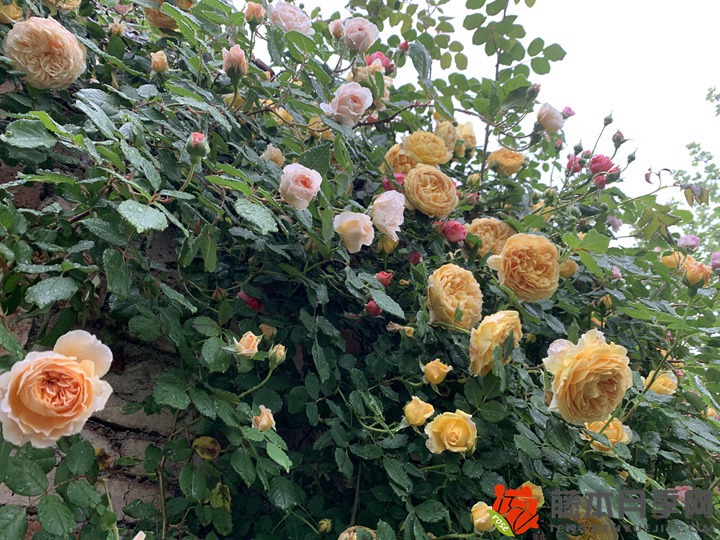 1705903942987993.jpg 爬藤月季什么季节种好