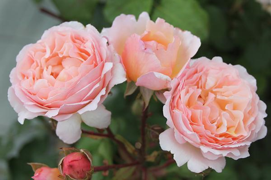 image 月季花型分类图(玫瑰)标准绽放形式图解