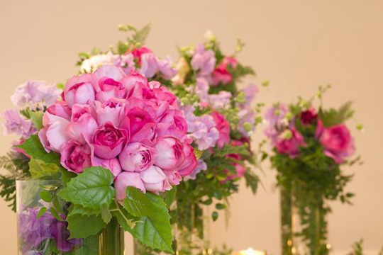 1730266328708434.jpg 伊芙伯爵是藤本还是灌木