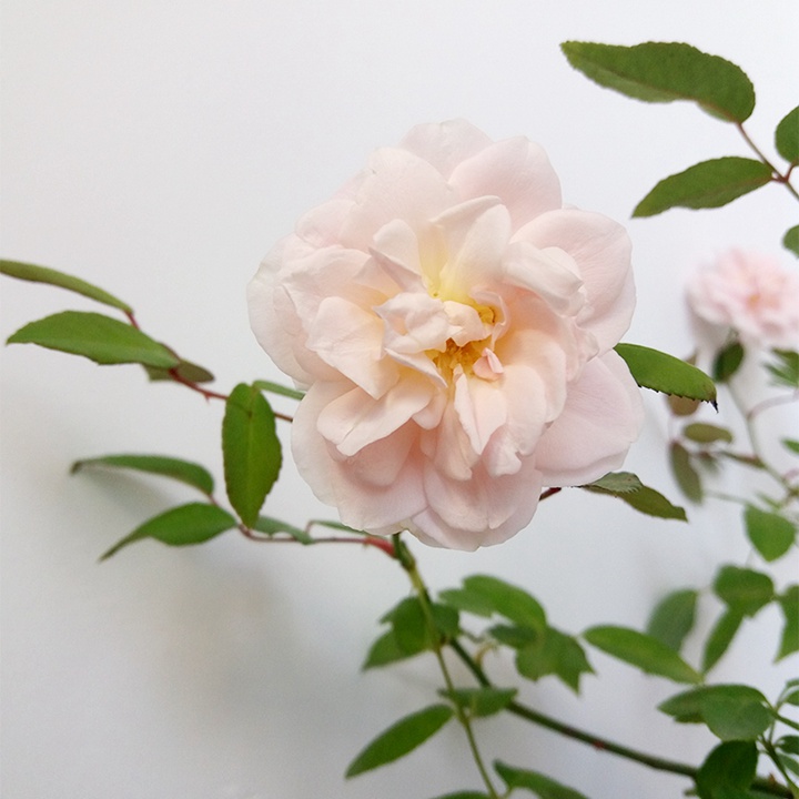 粉晕香水 粉晕香水