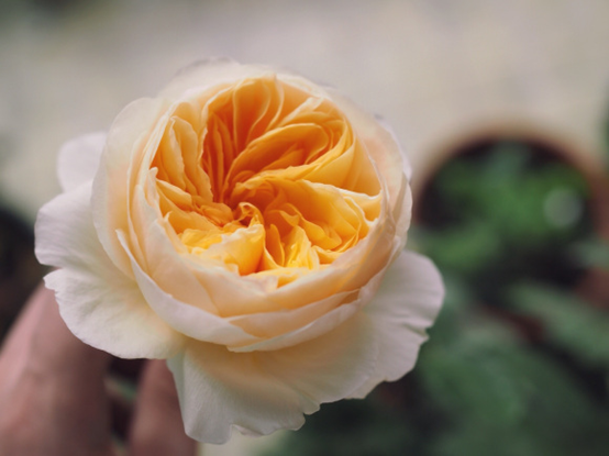 image 月季花型分类图(玫瑰)标准绽放形式图解