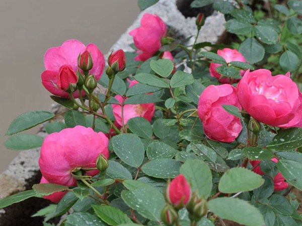 藤本月季-安吉拉 藤本月季-安吉拉