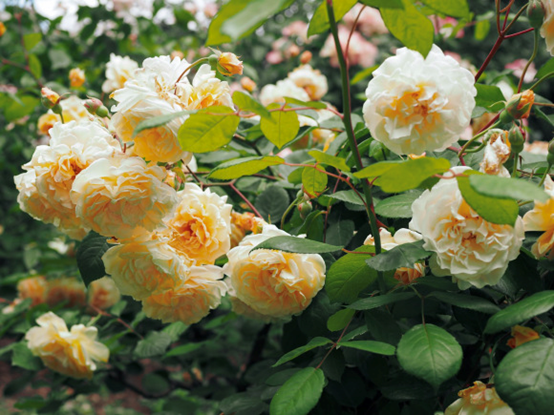 image 月季花型分类图(玫瑰)标准绽放形式图解