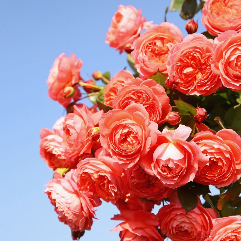 夏日花火 夏日花火