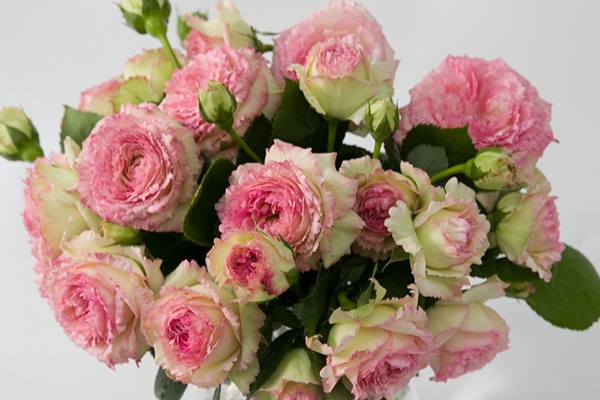 月季花老长红蜘蛛怎么办 月季花老长红蜘蛛怎么办