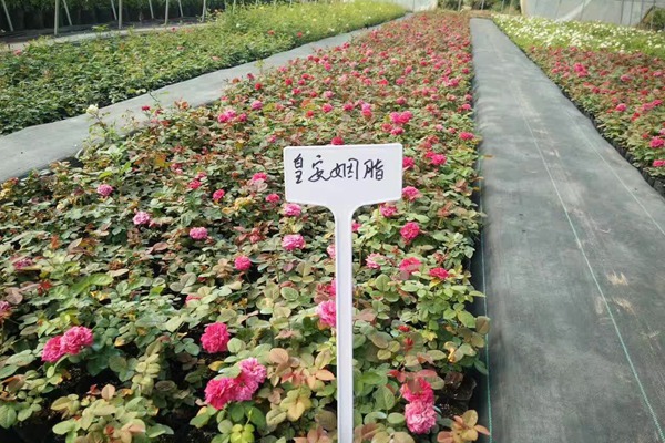 哪里有藤本月季小苗批发? 哪里有藤本月季小苗批发?