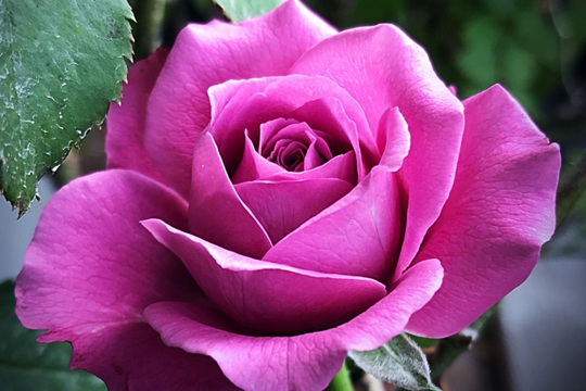 克劳德.布莱塞 克劳德.布莱塞