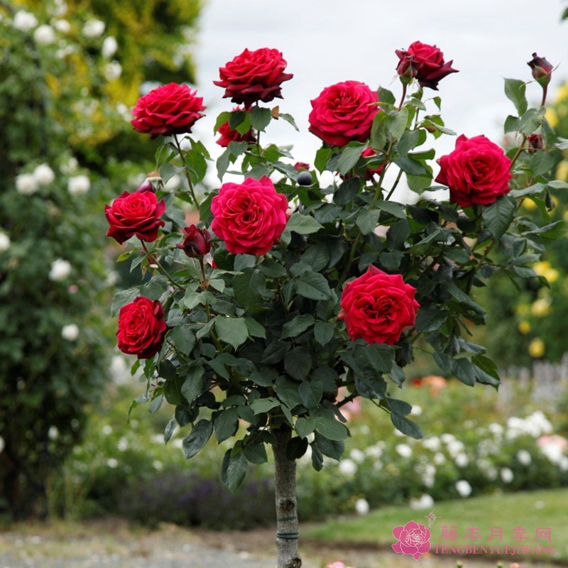 1710750043593964.jpg 暗夜芬芳月季勤花吗