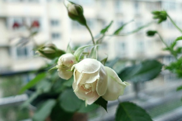 绒球门廊 绒球门廊