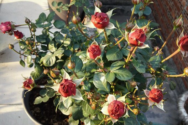 1710374956465042.jpg 蓝色风暴和冥王星月季的区别分析