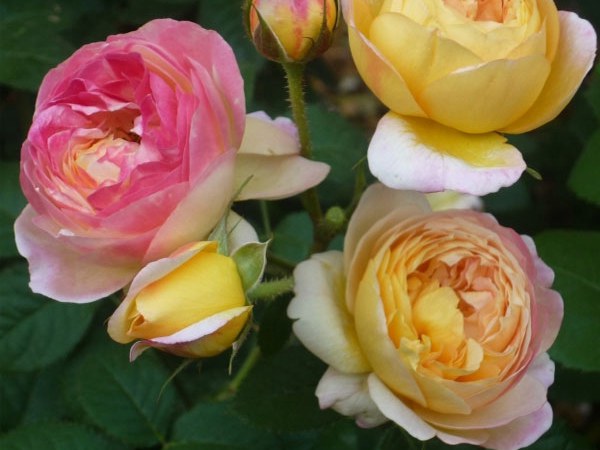 1709363256290907.jpg 1512874287843279.jpg