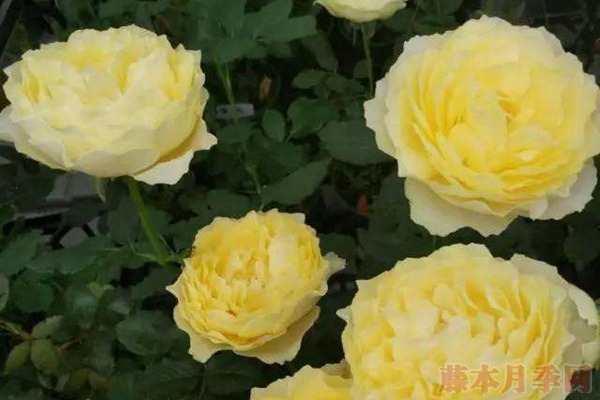 大花微月小黄鸡月季的优缺点 大花微月小黄鸡月季的优缺点