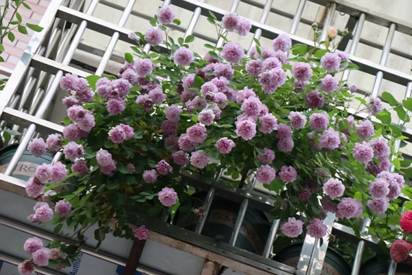 1710375964822922.jpg 垂吊效果好的月季品种推荐