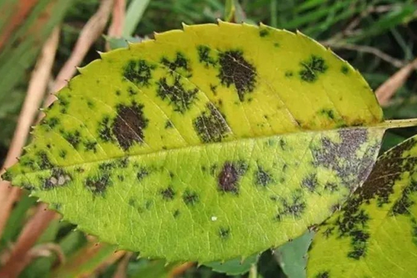 月季黑斑病怎么防治,用什么药 月季黑斑病怎么防治,用什么药