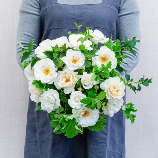 image 月季花型分类图(玫瑰)标准绽放形式图解