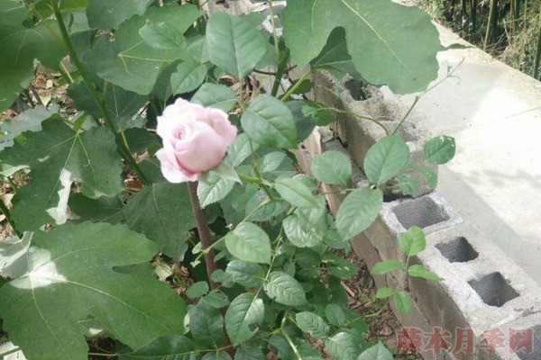 自由精神月季的优缺点分析(2024年新版)