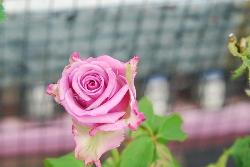 1699420834444992.jpeg 月季紫美人和冷美人区别