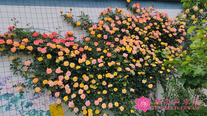1710375821298088.jpg 垂吊效果好的月季品种推荐