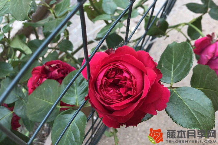 1706078680802950.jpg 月季花喜欢阳光吗
