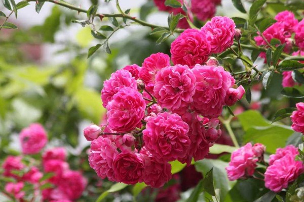 什么是欧月,都有什么特点? 什么是欧月,都有什么特点?