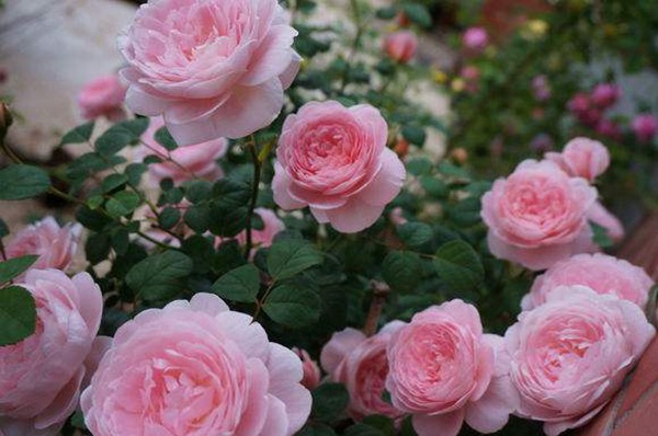 1710114387973306.jpg 瑞典女王月季优缺点有哪些?