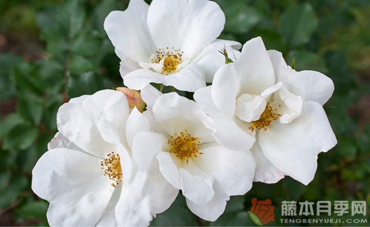 绝代佳人系列月季品种都有哪些