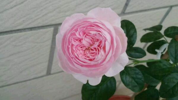 我的心月季的优缺点(2024年新版)