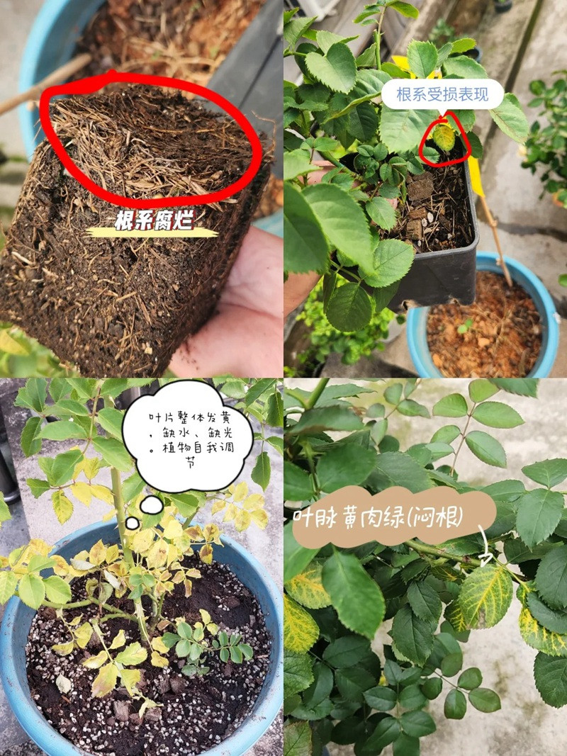 1705384238345317.jpg 月季闷根了要拔出来重新种吗